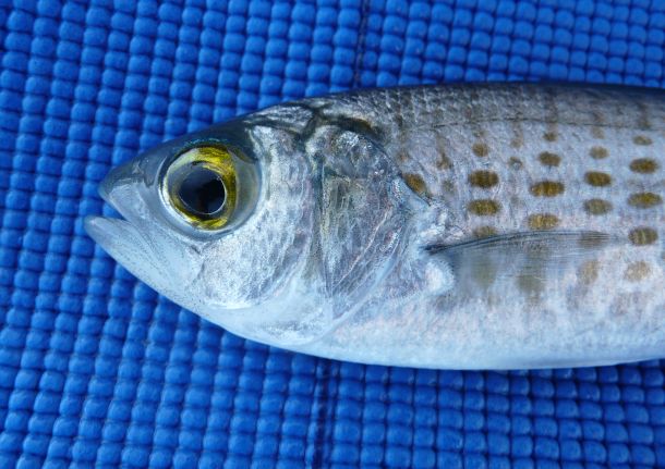 Fish Facts: Australian herring